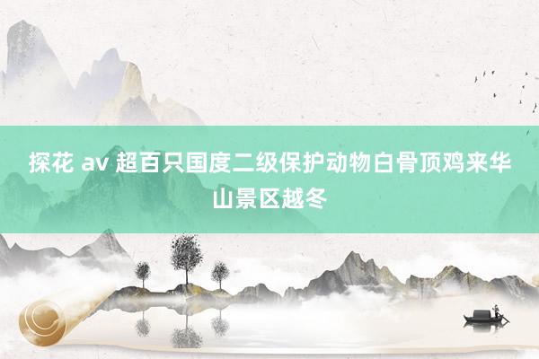探花 av 超百只国度二级保护动物白骨顶鸡来华山景区越冬