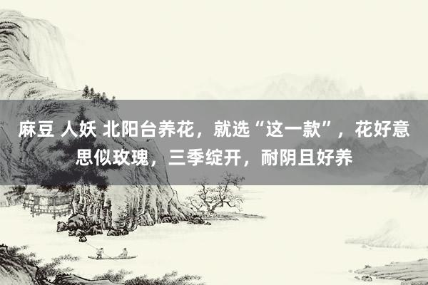 麻豆 人妖 北阳台养花，就选“这一款”，花好意思似玫瑰，三季绽开，耐阴且好养