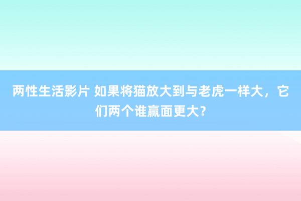 两性生活影片 如果将猫放大到与老虎一样大，它们两个谁赢面更大？
